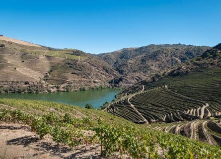 Vioshino Grape Variety: the Rise of Trás-os-Montes
