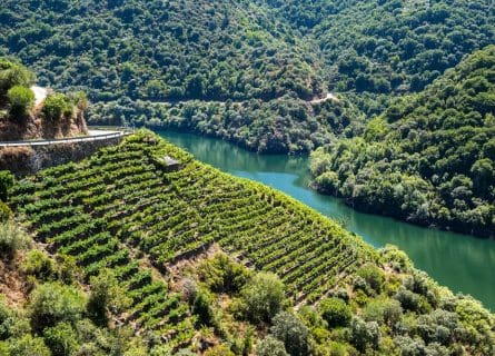 Vineyards along Sil River