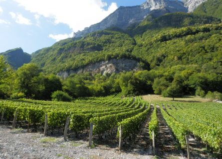 Sloping vineyards of the Savoie Sloping vineyards of the Savoie
