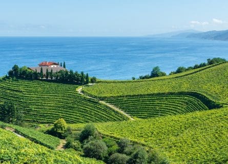 Picturesque vineyards near Getaria Picturesque vineyards near Getaria