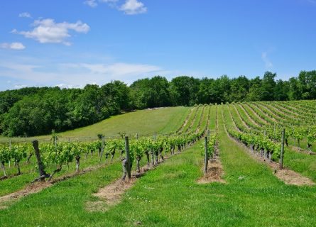 Vineyards of Cahors Vineyards of Cahors