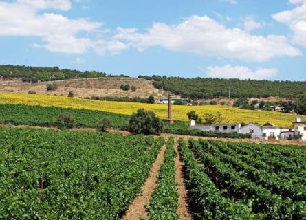 Vineyards in Malaga Province